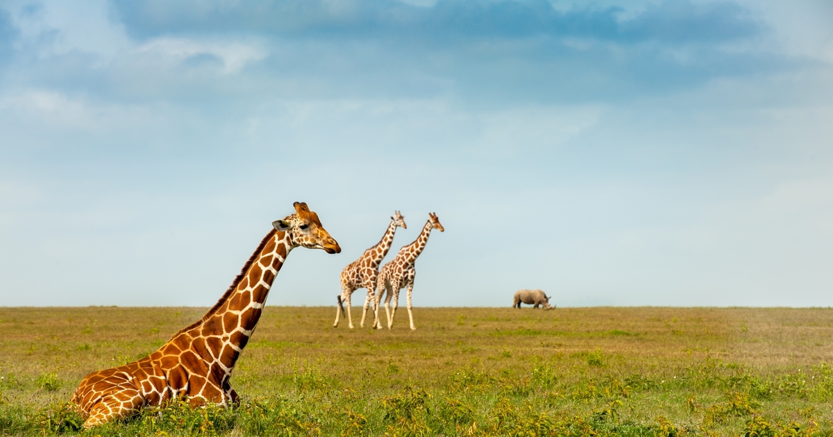 12 animaux qui aident la planète et les humains | IFAW